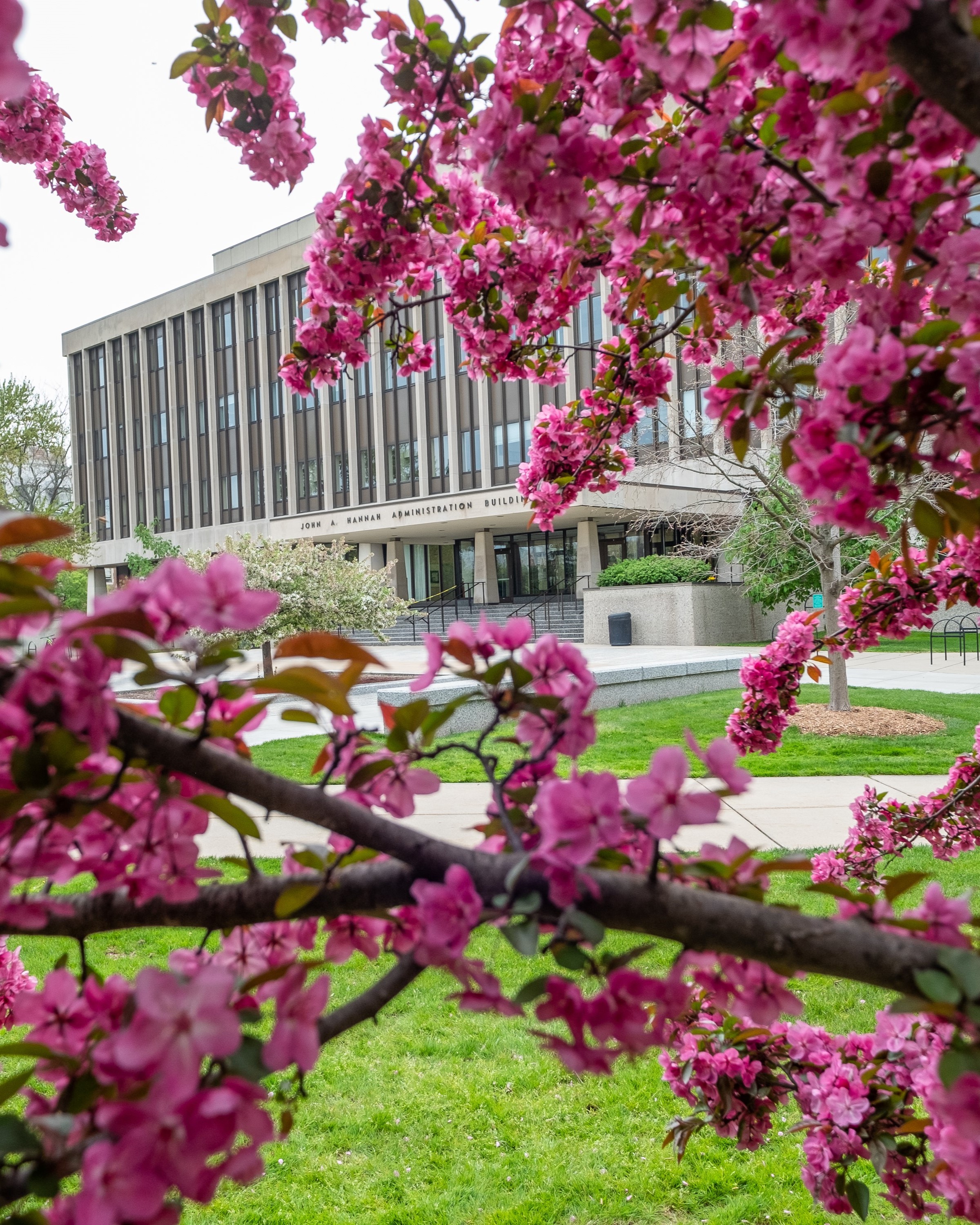 image of spring blossoms at hannah admin building